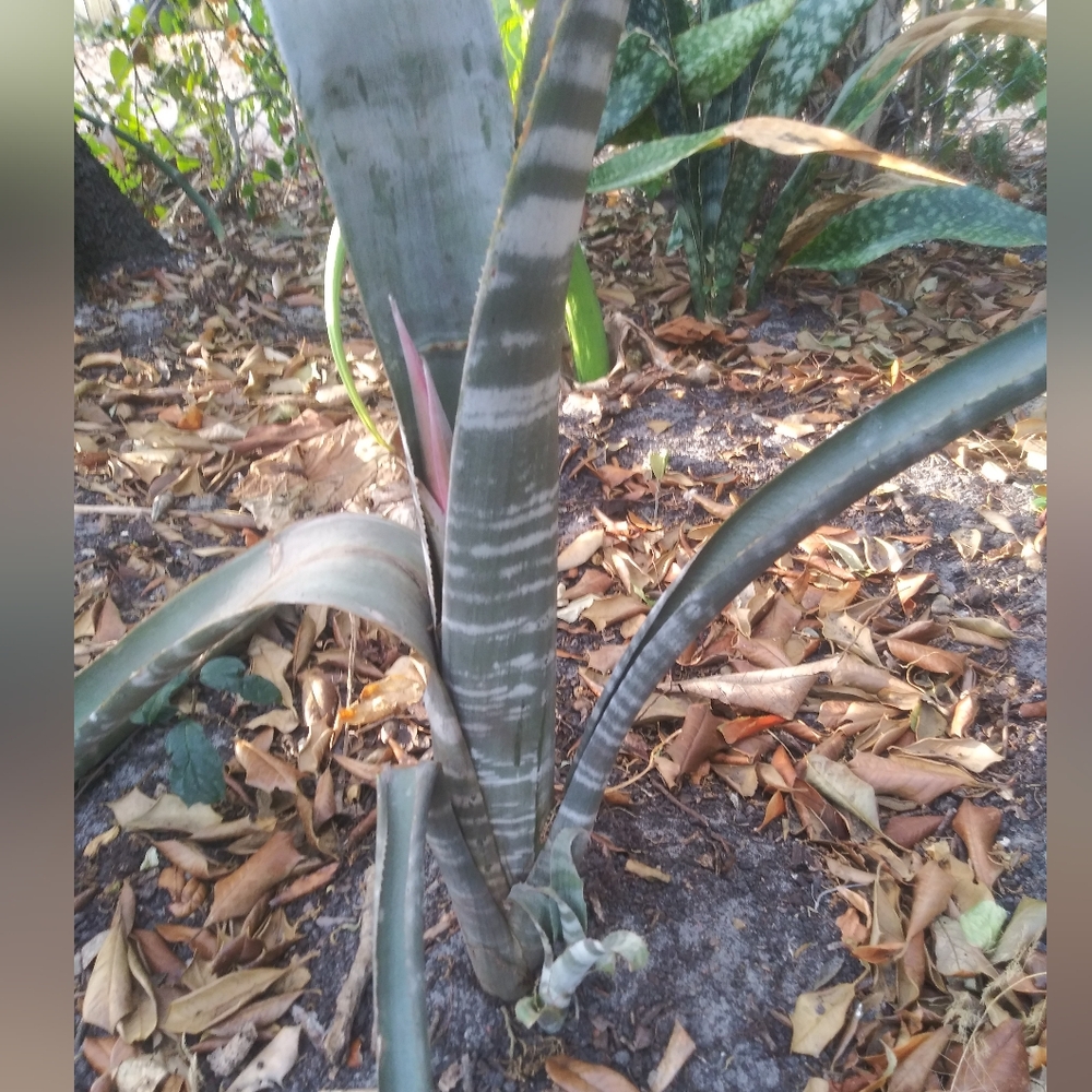 Amazonian Zebra Bromeliad Aechmea Rare